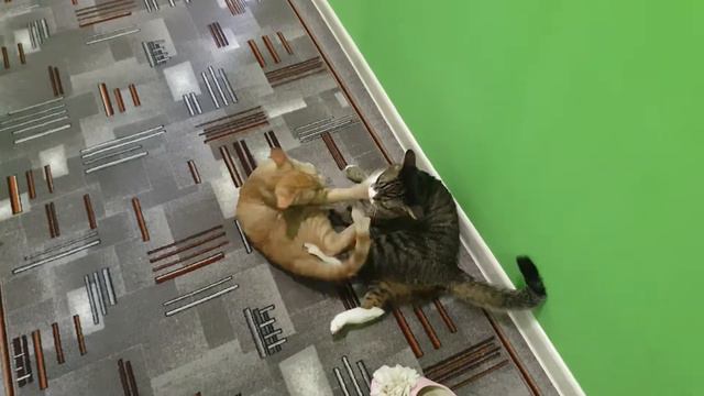 Что делают коты, когда думают, что их никто не видит смотреть онлайн