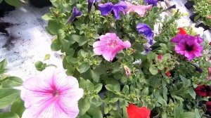 Обзор сортов крупноцветной петунии которую мы растили