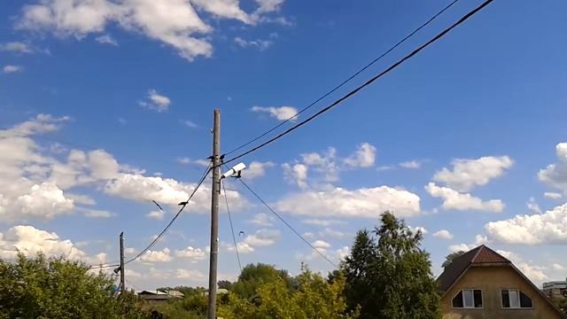 Воронята оперились и встали на крыло. Стая ворон. A flock of crows смотреть онлайн