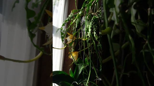 Эпифиллум угловатый. смотреть онлайн