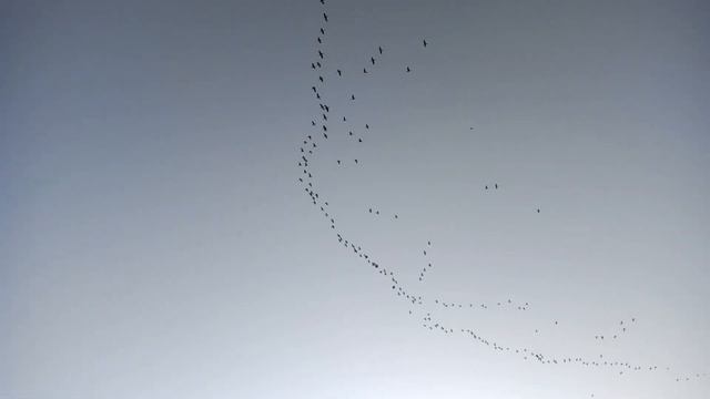 Осенняя миграция птиц. Лоо. 23.11.2019 г. смотреть онлайн