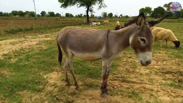 Donkey Grazing with Sheep | Animals Video for Kids Children Toddlers Baby | Donkey Video For Kids смотреть онлайн