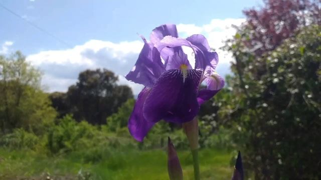 ИРИС. Сильнейшая Медитация Исцеление Сознания. смотреть онлайн