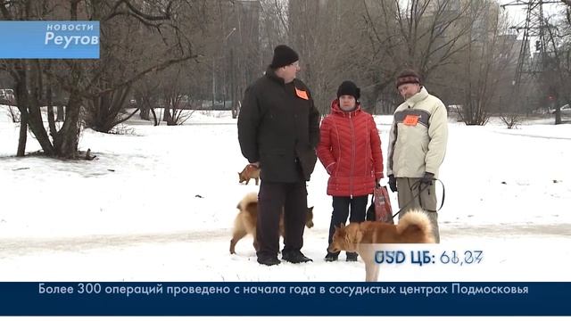 У "ПРАВИЛЬНОЙ" ЛАЙКИ ДОЛЖНО БЫТЬ 42 ЗУБА И МИНДАЛЕВИДНЫЕ ГЛАЗА 2.03.15 смотреть онлайн