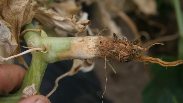 ОГУРЕЦ КИБРИЯ F1 - ВЫСОКОУРОЖАЙНЫЙ, УСТОЙЧИВЫЙ К ПЕРЕПАДАМ ТЕМПЕРАТУР ГИБРИД смотреть онлайн