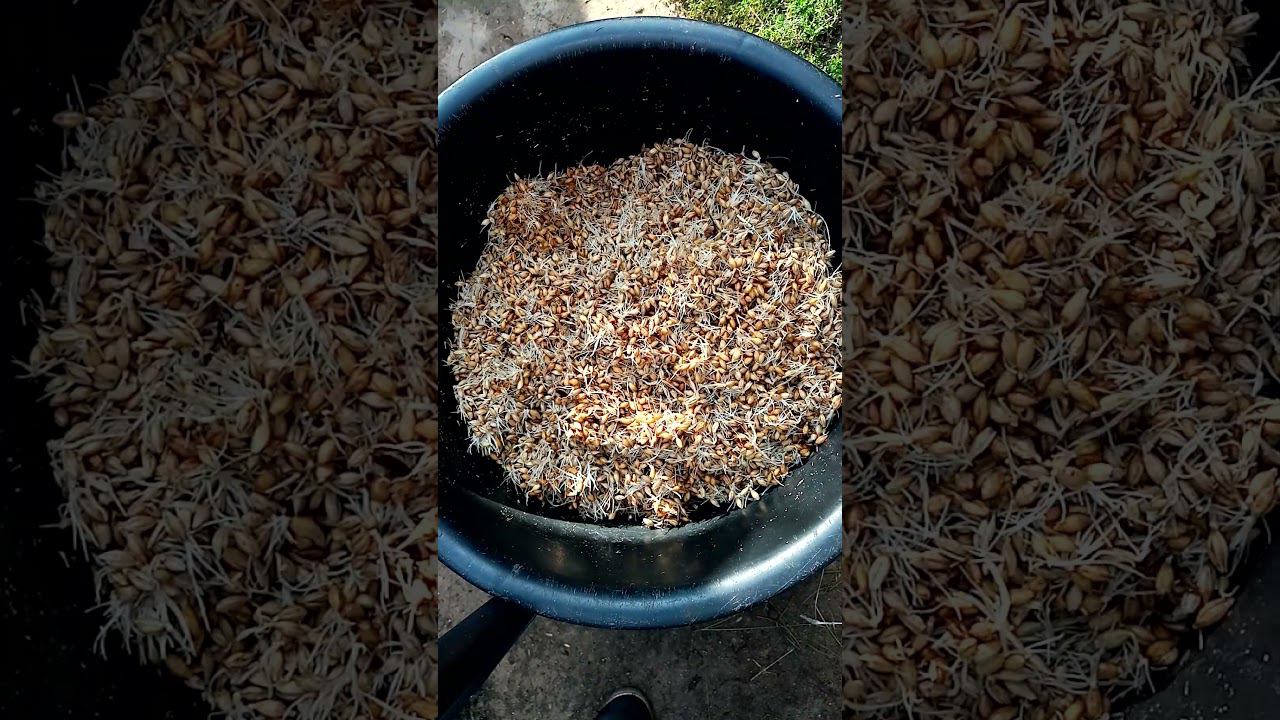 Как повысить ЯЙЦЕНОСКОСТЬ кур. смотреть онлайн