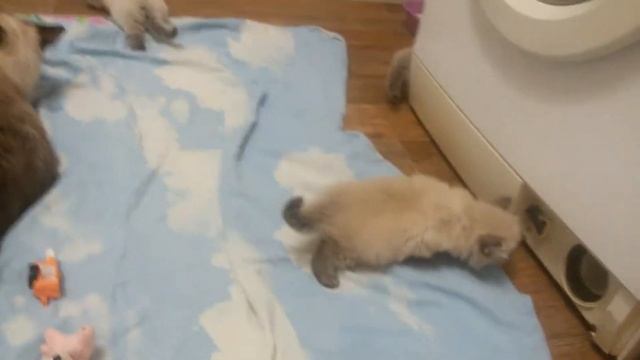 Тайские seal-tabby point Сил-тебби поинт котята kittens 1 месяц one month смотреть онлайн