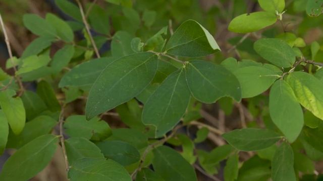 Lonicera tatarica - Tatarian Honeysuckle смотреть онлайн