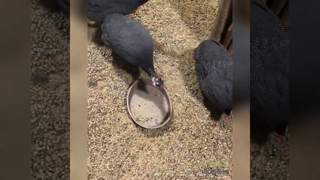 Numida meleagris perlinės vištos short смотреть онлайн