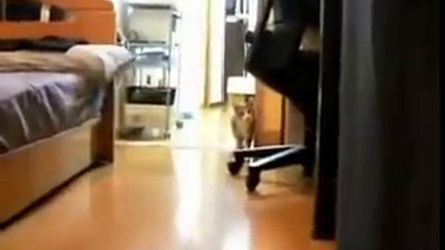 The Ninja Cat + Perfect Music смотреть онлайн