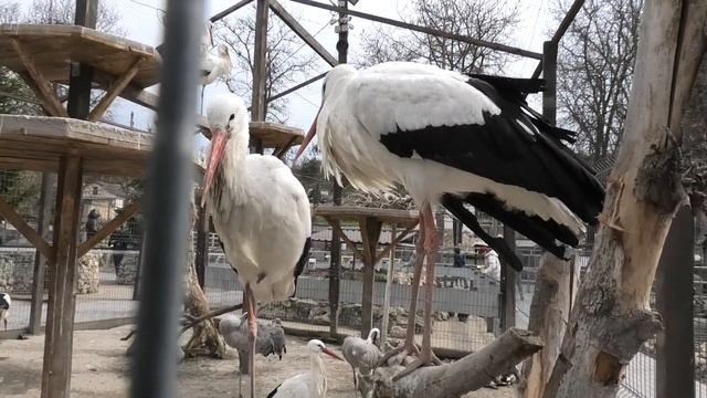 Шикарные Пеликаны Ухаживания Аиста Карликовые цыплята Magnificent pelicans Courting a stork Chicken смотреть онлайн