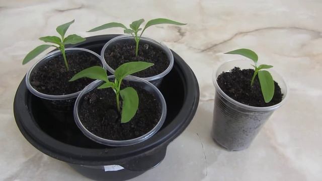 Росянка капская 2. смотреть онлайн