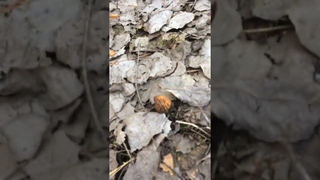 Сморчки в осиновом лесу смотреть онлайн