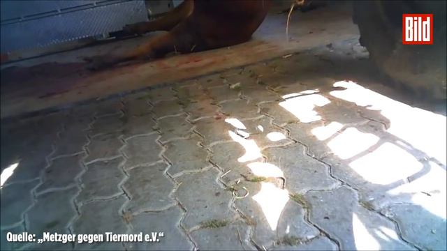 TIERQUÄLEREI im Schwarzwald: Bauer schießt mehrmals auf Kühe im Stall смотреть онлайн