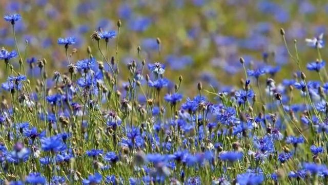 Васильки для Светочки смотреть онлайн