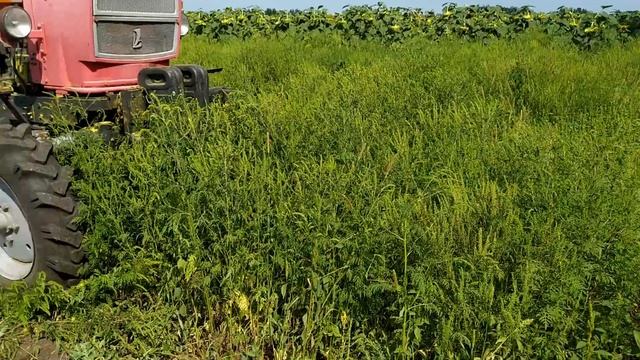 Треш!!! Впервые в жизни "Dawid agro" на уборке урожая амброзии... смотреть онлайн