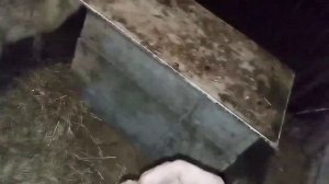 468.Маркиза - дневник приручения дикой лисы,лиса быстро определила что яйцо старое и ест только мяс