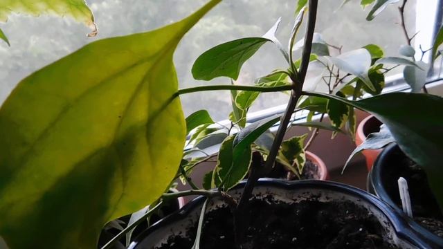 Мои комнатные цветочки на кухонном окне. смотреть онлайн