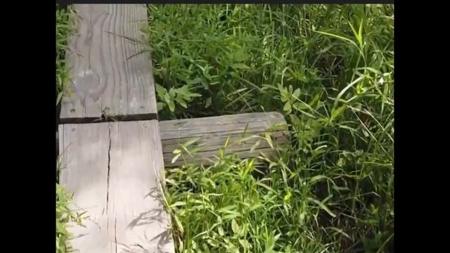 The Mandala of Life/ Episode 23/ Gate 16/ Discovering Your Talent and Skills! смотреть онлайн