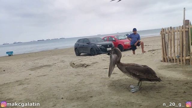 Рыбный рынок в Эквадоре, Манта. Fish market in Ecuador. 厄瓜多爾，曼塔的魚市。Mercado de pescado en Ecuador. смотреть онлайн