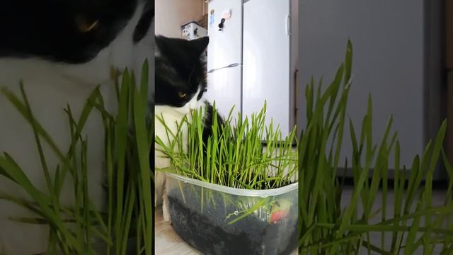 Белка ест овёс. смотреть онлайн