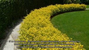 Спирея (Spiraea) — виды и сорта с белыми и розовыми цветами