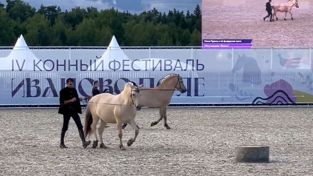 Фестиваль ''Иваново поле//VLOG//Кони с Олей #ивановополе смотреть онлайн