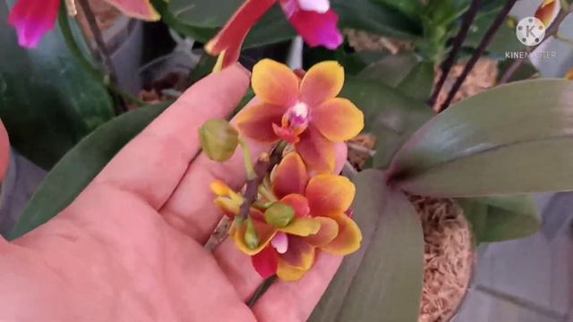 Хоровод из рыжих орхидей! Красавицы в ярких, огненных нарядах! смотреть онлайн