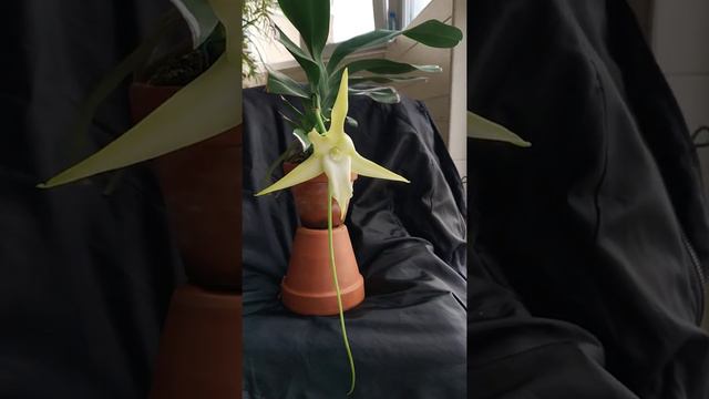 Angraecum смотреть онлайн