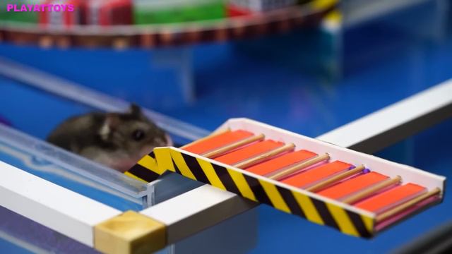 🐹MEGA HAMSTER RACE 🐹 maze with Traps hamster🐹 Minecraft Maze😱OBSTACLE COURSE😱 смотреть онлайн
