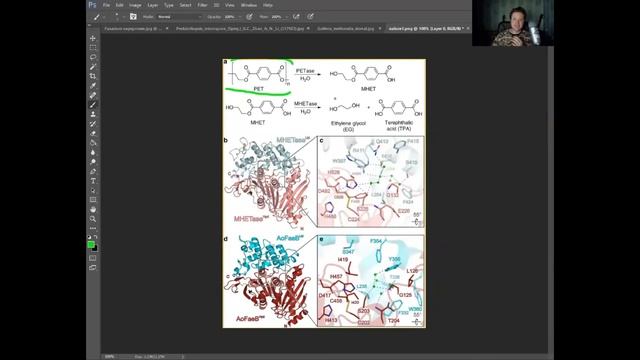 Ideonella sakaiensis - бактерия, разлагающая пластик смотреть онлайн