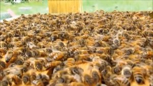 КАС 81 ПЧЁЛАМ, ОЧЕНЬ ВАЖНО ЗНАТЬ!!!