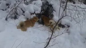 Охота с лайками на кабана. Западно-сибирские лайки.