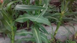Выращивание ранней сладкой кукурузы дома. Ч.3.