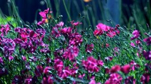 Футажи.Полевые цветы.Скачать бесплатно.