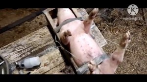 Шприц для вакцинации поросят. Шприц вакцинатор, тестируем на поросятах.