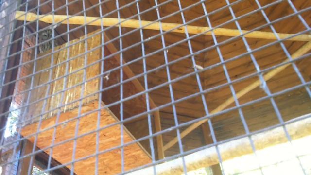 ПИТАНИЕ СОВЫ