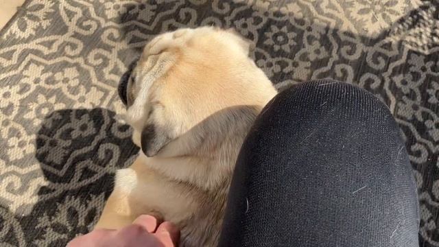 Henry Hudson Being Very Content With His Papa On Easter Sunday April 9th 2023. смотреть онлайн