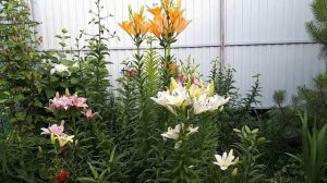 ЛИЛИИ в САДУ * Выращивание Лилий * Многолетние Цветы