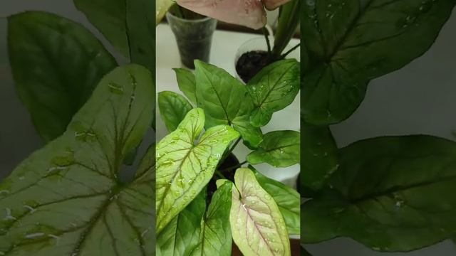 Сортовые сингониумы | Syngonium Collection