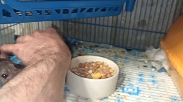 Пасюк Беся не хочет беситься. ? Игры с дикой крысой, без травм и покусов! ? (Wild Rats) ? смотреть онлайн