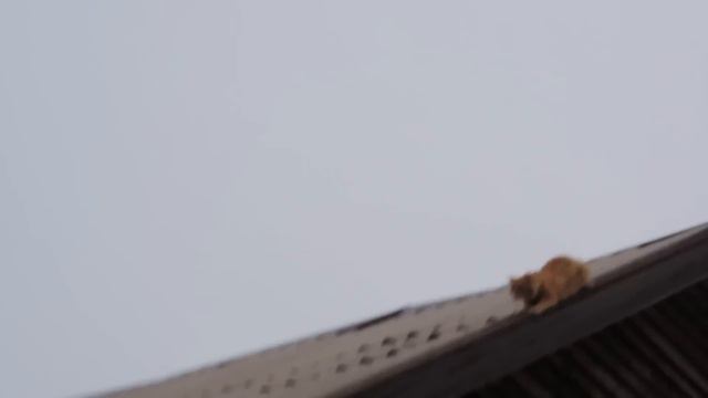Кот спускается с крыши Cat comes down from the roof Pooh Aelita Solnyshko, parkour смотреть онлайн