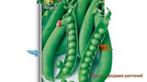 Горох овощной Горох овощной Альфа (alfa) ? обзор: как сажать, семена гороха Горох овощной Альфа