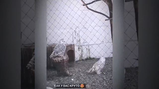 Прогулки по зоосаду. Белая (полярная) сова смотреть онлайн