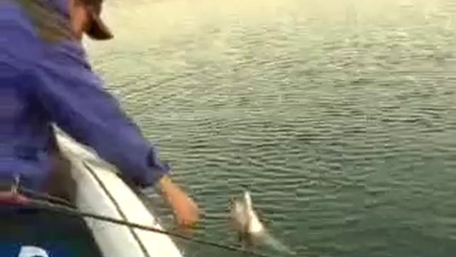 Gunfish contra G-Splash смотреть онлайн