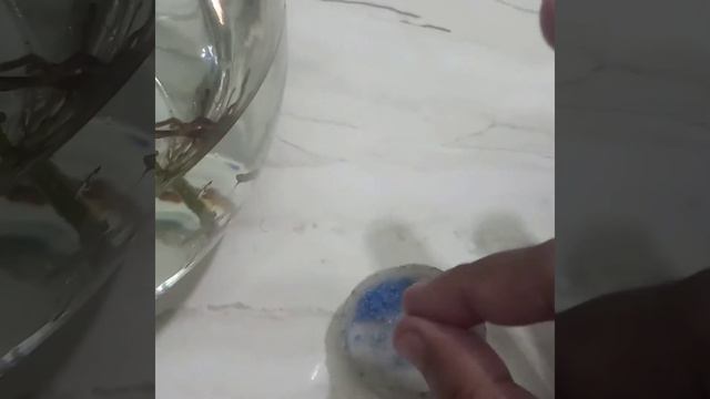 জলে কি ভাবে করবেন /Anthurium pink grow in water смотреть онлайн
