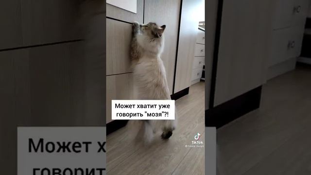 РЫСЬ/ СЕРВАЛ / КАРАКАЛ/ ШЛЕПА/ КОШКА LYNX / SERVAL / CRAWL /BIG FLOPPA смотреть онлайн