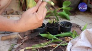 Dracaena sanderiana Lucky Bamboo Lucky Bamboo Plant Dracaena Sanderiana Garden CMC STUDIO