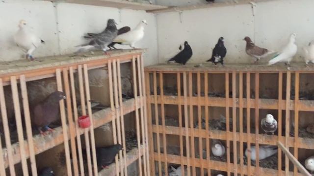 Берёзовый дёгот для обработки голубятни!11.12.18г. смотреть онлайн