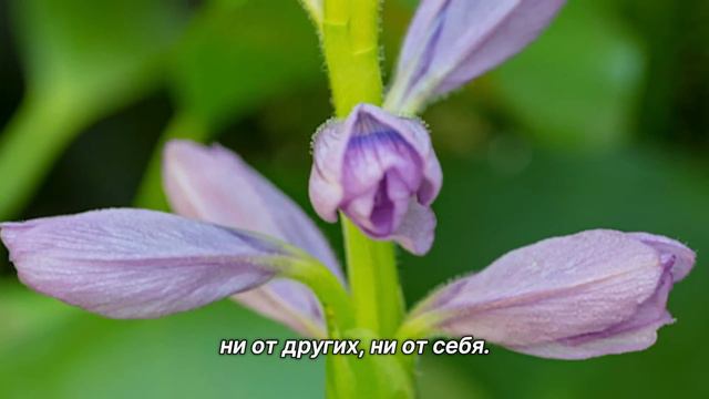 "Разочарование". 29 августа. День за днем в Ал-анон. Ежедневник для созависимых смотреть онлайн